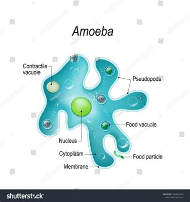  Amoeba: Un Unicellulare che Può Trasformarsi come un Camaleonte e Inghiottire le Sue Prede con un Processo di Fagocitosi!