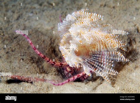 Branchiomma! Una creatura marina dal corpo segmentato che si muove con grazia sinuosa attraverso i fondali marini!