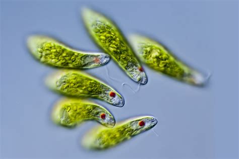  Euglena: Un fantastico microorganismo fotosintetico che nuota verso la luce!