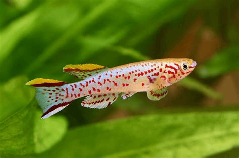  Kilifish: A Tiny Fish With Extraordinary Parental Care That Will Amaze You!