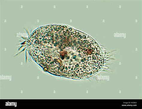 Nassella! Un Ciliato Microscopico con Ciglia che Batterano come un Tamburo e una Voglia Insaziabile di Nutrimento