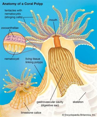  Polyps! Un affascinante spettacolo di colori e movimenti tentacolari che danza tra le correnti marine