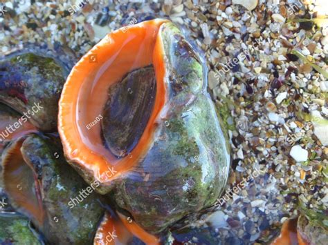  Rapa whelk: A shell-shocked mollusk with a taste for crustaceans!