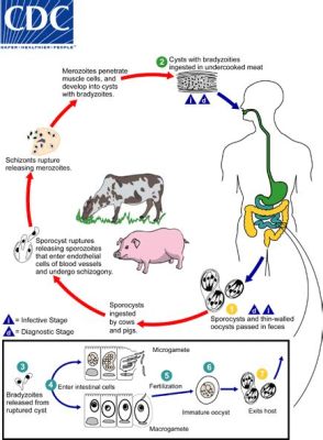 Sarcocystis! Un Parassita Inquietante che Invade i Muscoli dei Suoi Ospiti e Modifica la Sua Fisiologia