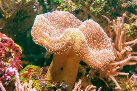  Sarcophyton! Un Corallo Mollare che Cresce con L'Eleganza di un Ballerino e la Tenacia di una Vecchia Quercia