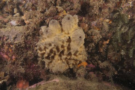  Ircinia: This Remarkable Sponge Embraces a Lifestyle of Eternal Filtering and Coastal Camouflage!