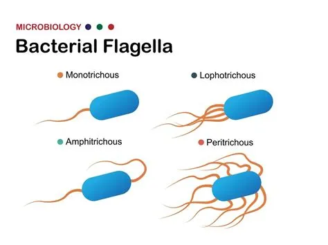 Isotricha! Una creatura affascinante che si muove con grazia e precisione grazie ai suoi numerosi flagelli