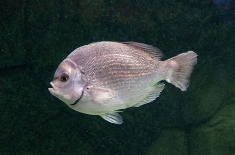  Lepre, un pesce dalle squame argentate che nuota in acque profonde!