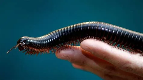  Longhorn Millipede! Discovering the Ancient Marvel of Slow and Steady Movement in Gardens