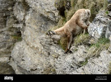 Nerita! Conosci questo Gastropode che si arrampica sulle rocce e affronta le maree più forti?