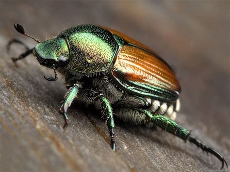 Scarabeo! Un piccolo gioiello dalle ali iridescenti che vola tra i fiori e si nutre di polline dolce come il miele.