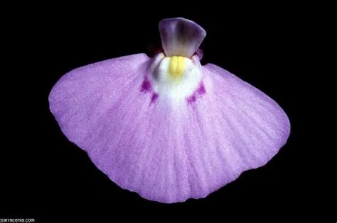  Utricularia: Scoprite il mondo affascinante di queste creature marine con tentacoli che si muovono come balletti subacquei!