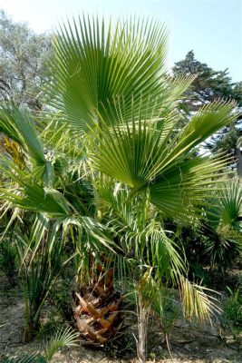  Washingtonia!  Un Maestoso Demospongia Con un'Anima da Predatore Invisibile.