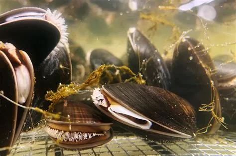  Yellow Mussel:  Unleashing the Power of Filter Feeding While Exhibiting Remarkable Adaptation Skills!