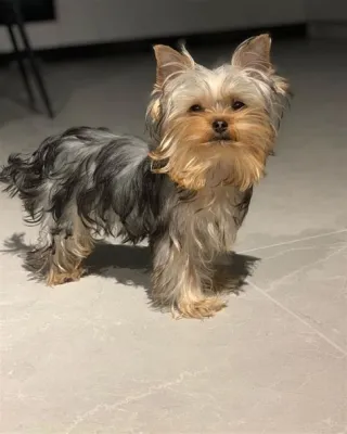 Yorkshire Terrier! Una Piccola Bestia Che Ti Farà Ricordare le Arti della Trappola e la Pazienza di un Guerriero